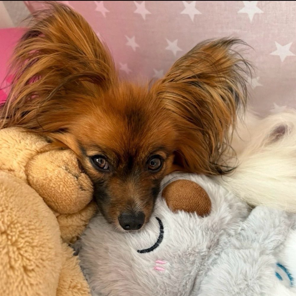 Hundetreffen-Gemeinsam spazieren. Spiel und Spaß mit den Hunden.-Profilbild