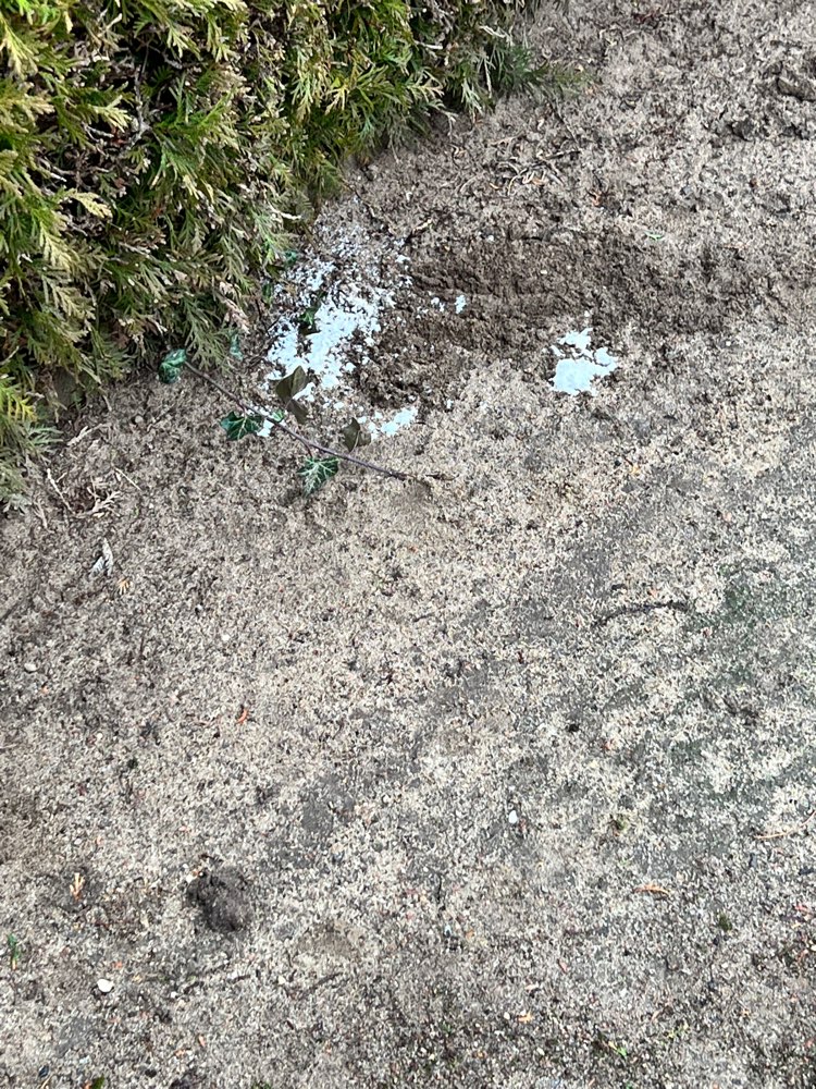 Giftköder-Weisses Pulver ( Giftköder )-Profilbild