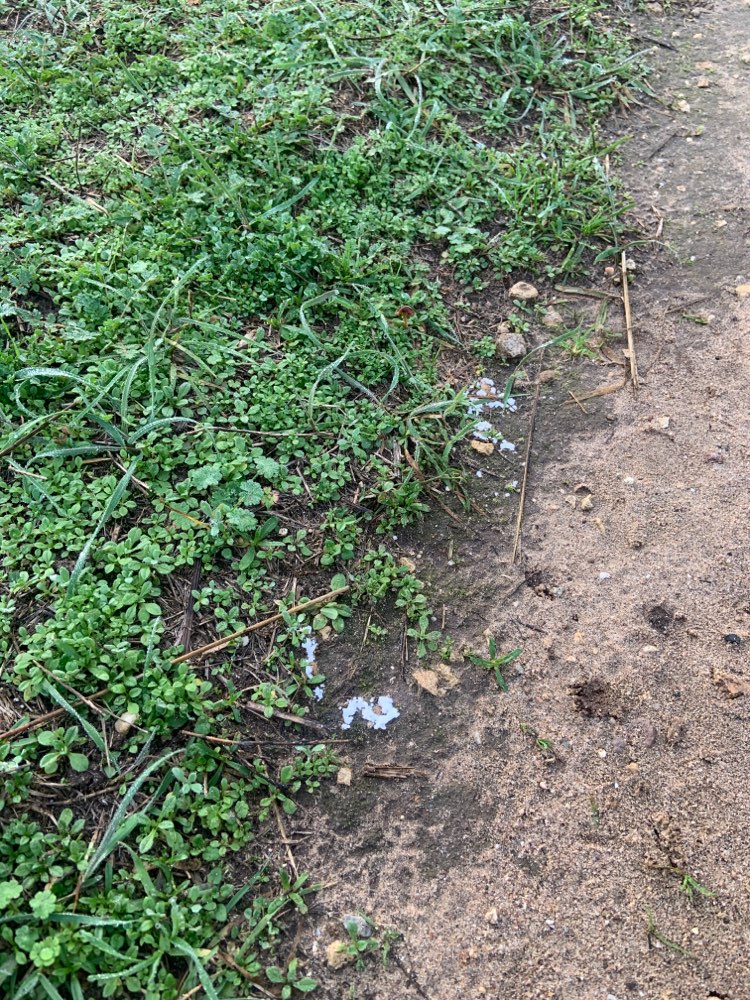 Giftköder-Weißes Pulver (nass geworden)-Profilbild