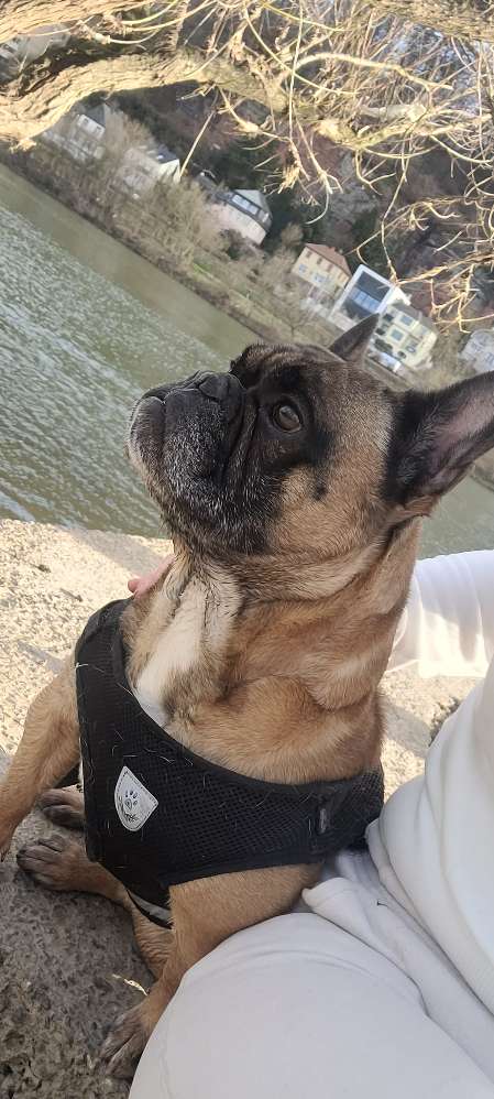 Hundetreffen-Hunde Treff-Profilbild
