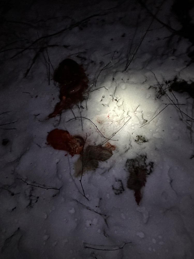 Giftköder-Reh-Innereien-Profilbild