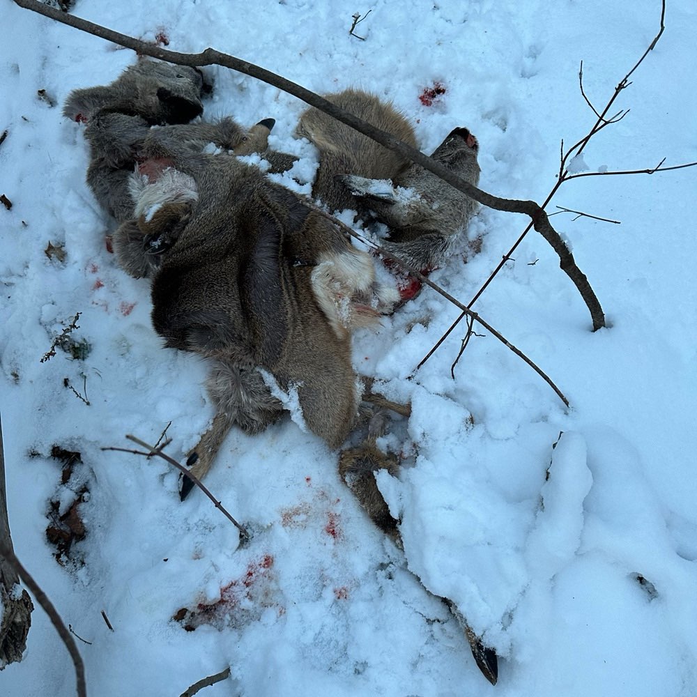 Giftköder-Luderplatz-Profilbild