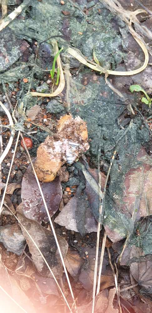 Giftköder-Giftköder-Profilbild