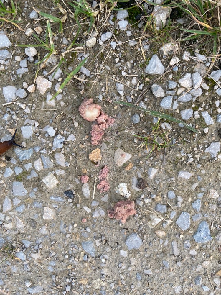 Giftköder-Wurst mit irgendwas drinnen (Giftköder?)-Profilbild