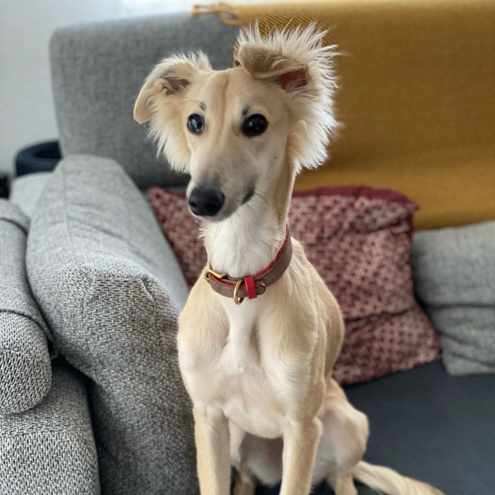 Hundetreffen-Windhunde zum Flitzen gesucht-Profilbild