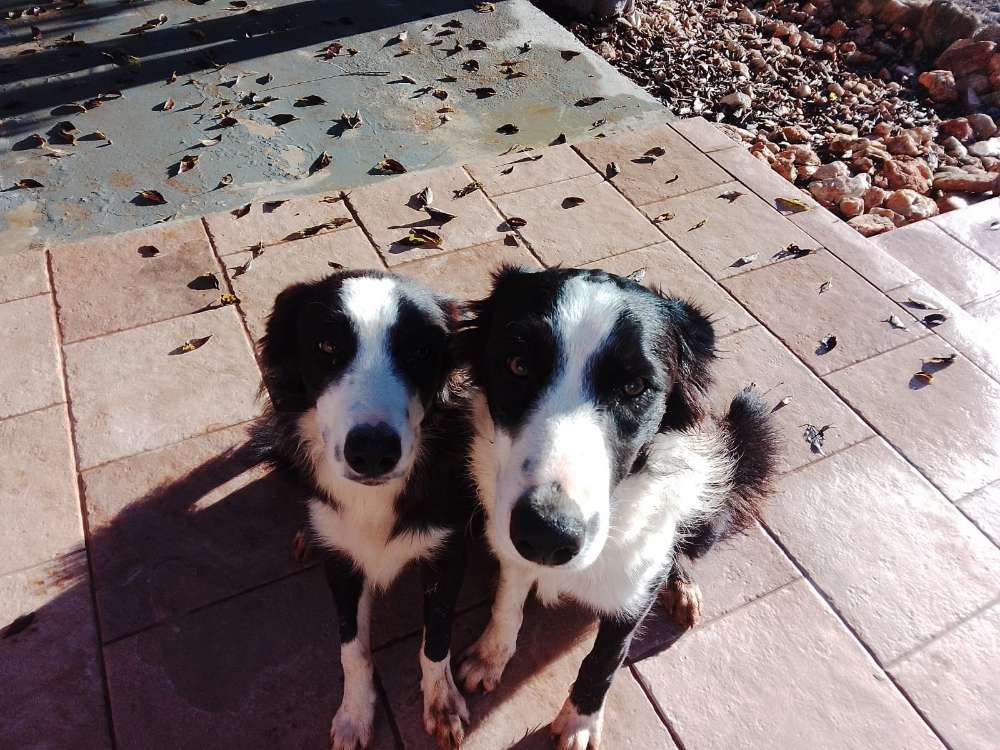 Hundetreffen-Abend-Gassirunde im Wald, wenn es dunkel ist-Profilbild