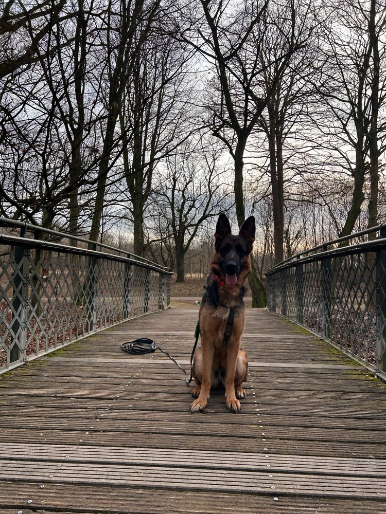 Hundetreffen-Ronja sucht spazier und Spiel Partner!-Profilbild