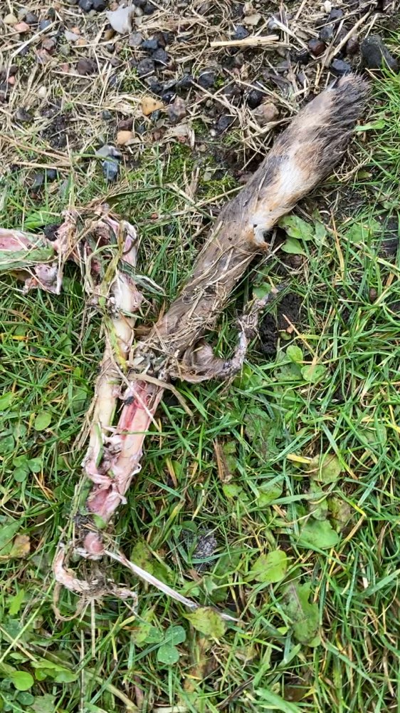 Giftköder-ein abgerissenes Bein von Wildhase-Profilbild