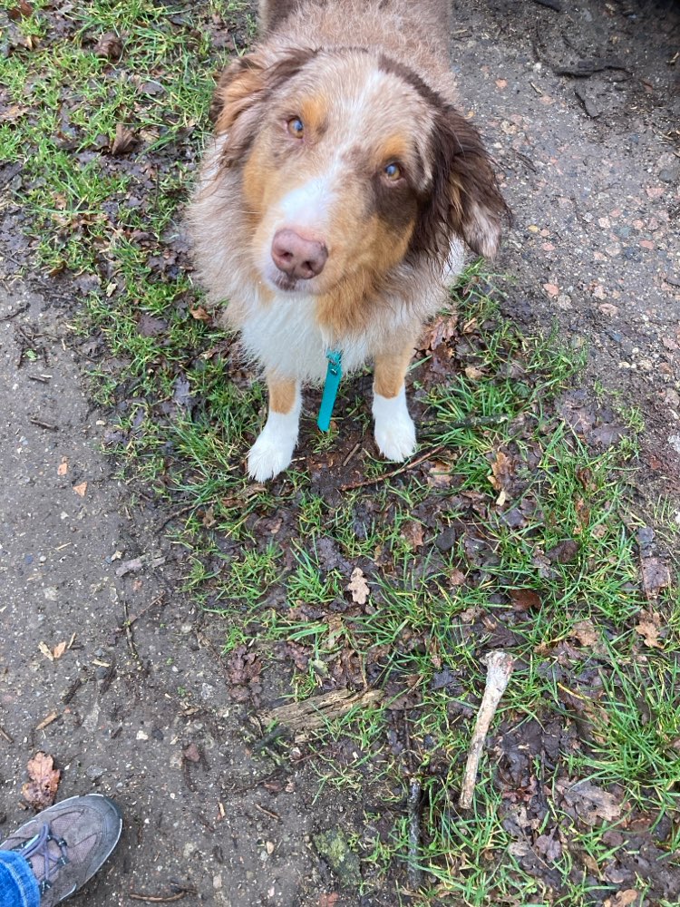 Giftköder-Knochen mit Fleisch-Profilbild