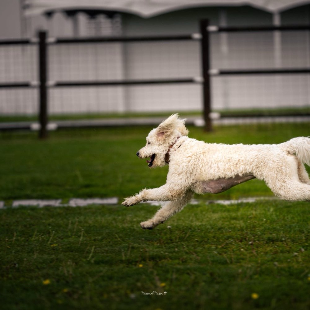 Hundetreffen-Spazier- und Spielbuddy Uttendorf und Umgebung gesucht-Profilbild