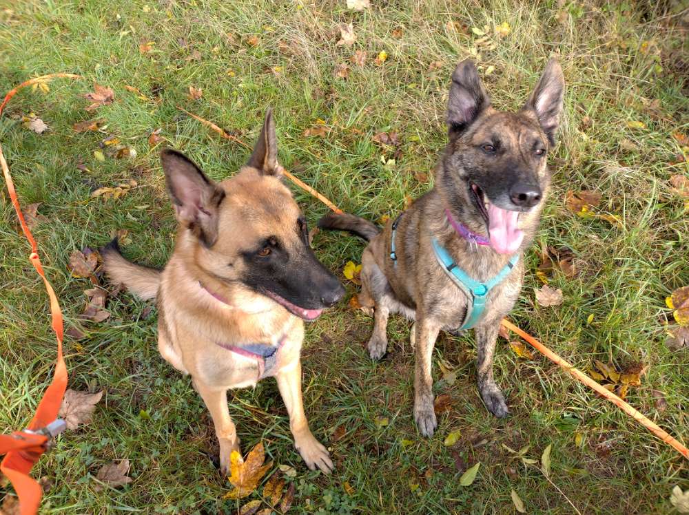 Hundetreffen-Suche Leute zum Laufen ohne Hunde-Rassendiskriminierung-Profilbild