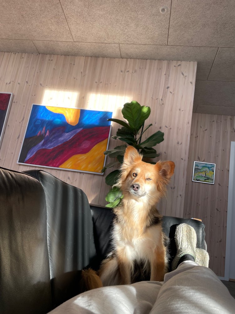 Hundetreffen-Hundesitting gesucht-Profilbild