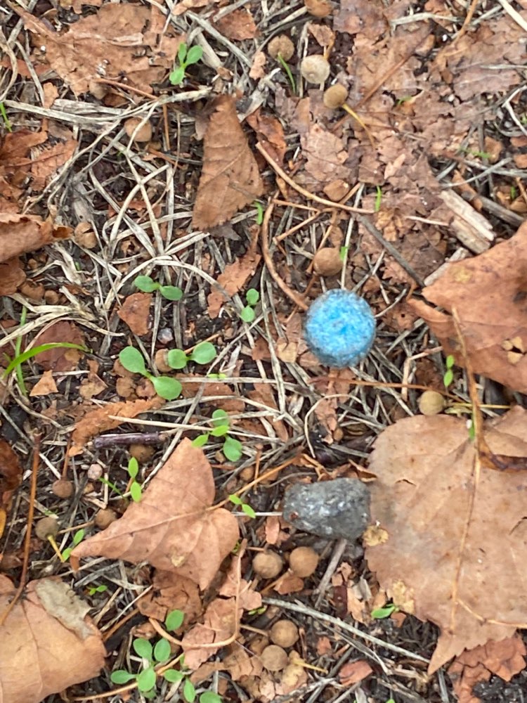Giftköder-Rattengift am Spielplatz-Profilbild