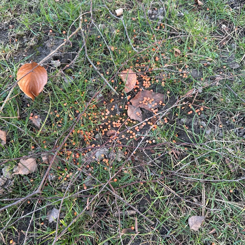 Giftköder-Giftköder-Profilbild