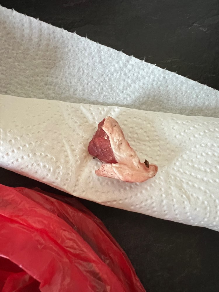 Giftköder-Evtl.giftköder "rohes Fleisch" gefunden-Profilbild