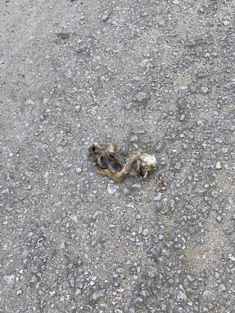 Giftköder-Tierkadaver-Profilbild