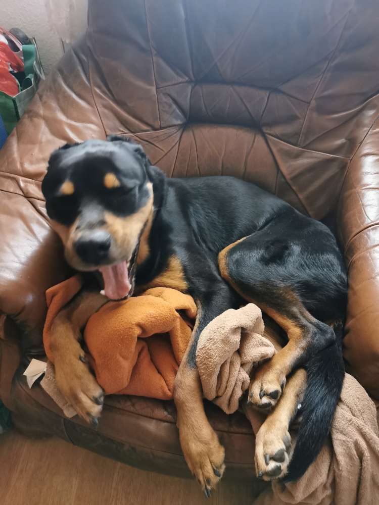 Hundetreffen-Spazieren oder Wandern in Kaulsdorf und Umgebung-Profilbild