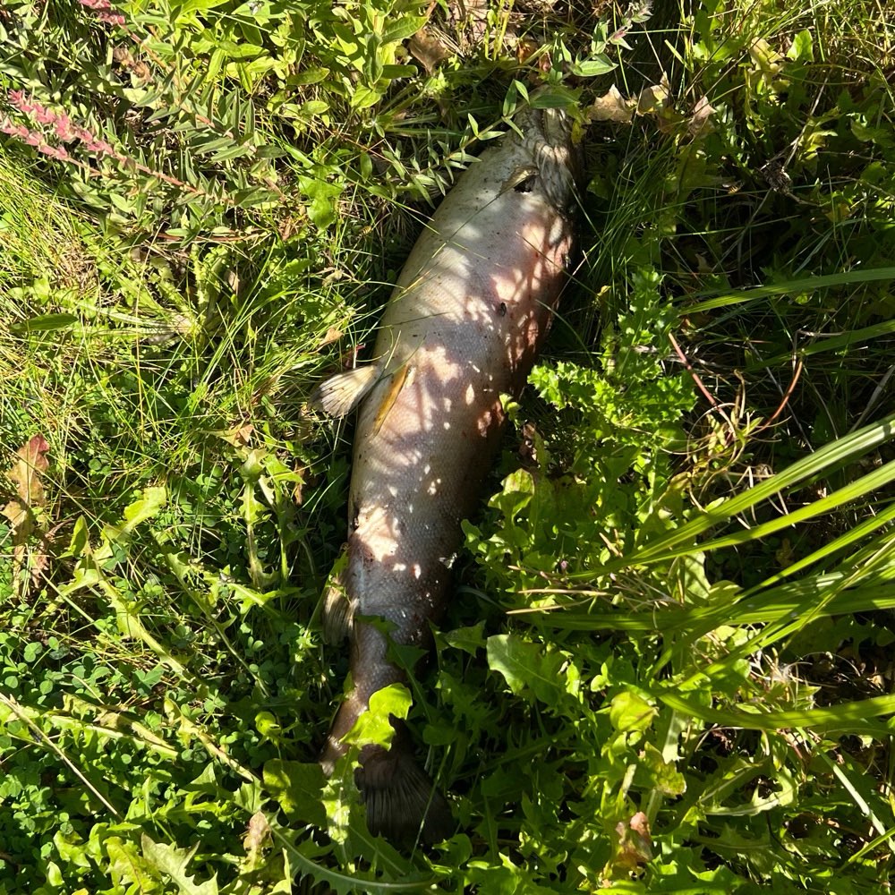 Giftköder-Toter Fisch am Bastinsweiher im Gebüsch-Profilbild