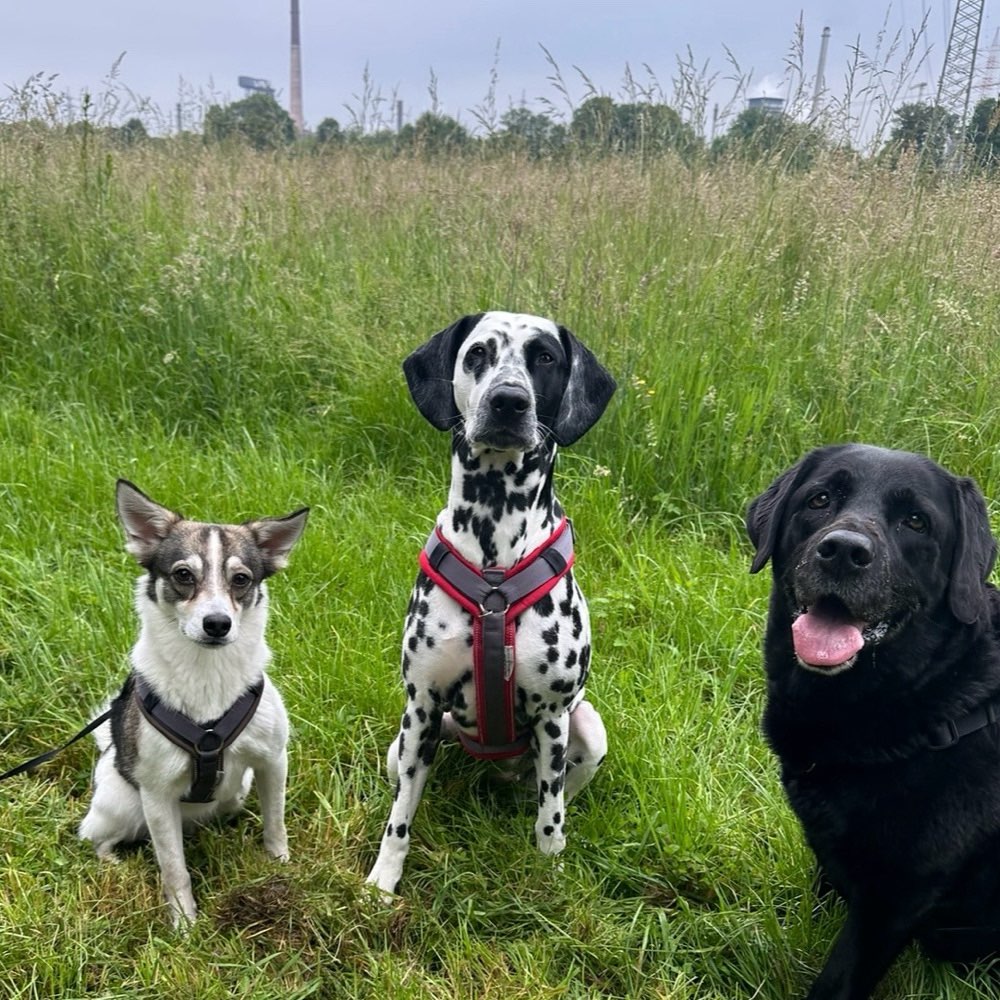 Hundetreffen-Hunderunde in der Natur-Profilbild