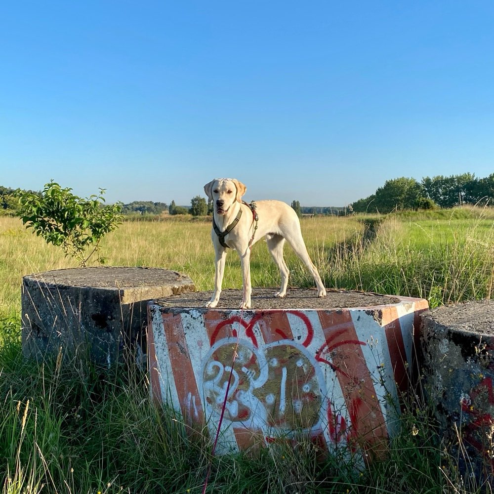 Hundetreffen-Gemeinsames spazieren oder trainieren / Hundefreunde kennenlernen-Profilbild