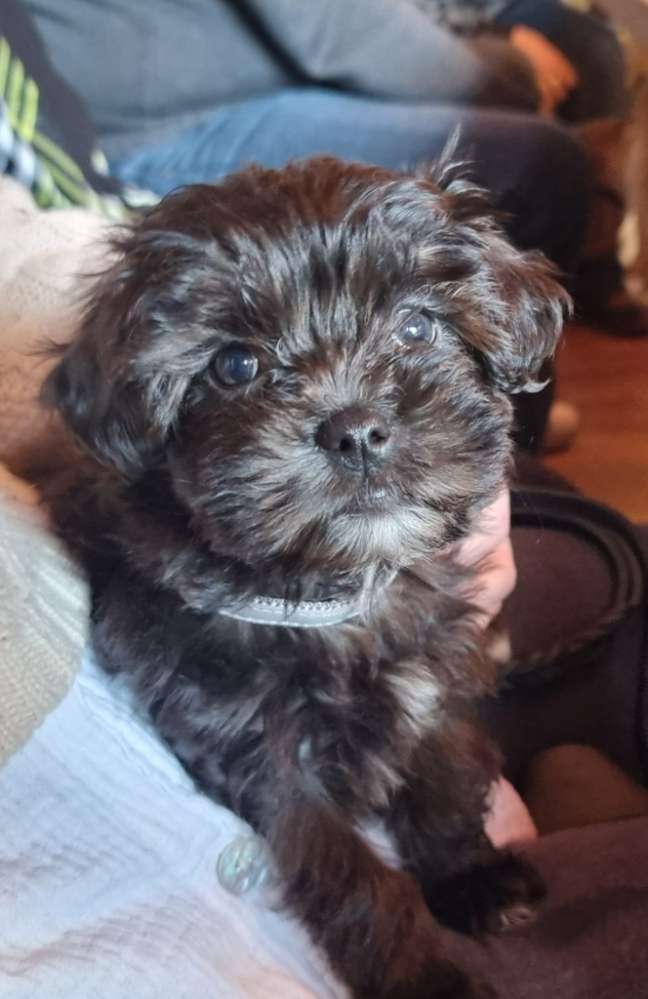 Hundetreffen-Lotti sucht Spielfreude 😅🤙🏽-Profilbild