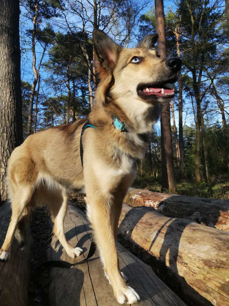 Hundetreffen-Treffen auf Freilaufflächen-Profilbild