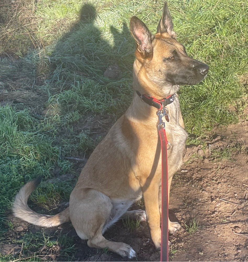 Hundetreffen-Pepper sucht jemanden zum Spielen-Profilbild