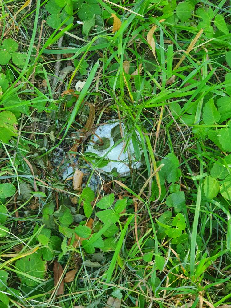 Giftköder-Achtung möglicher Giftköder-Profilbild