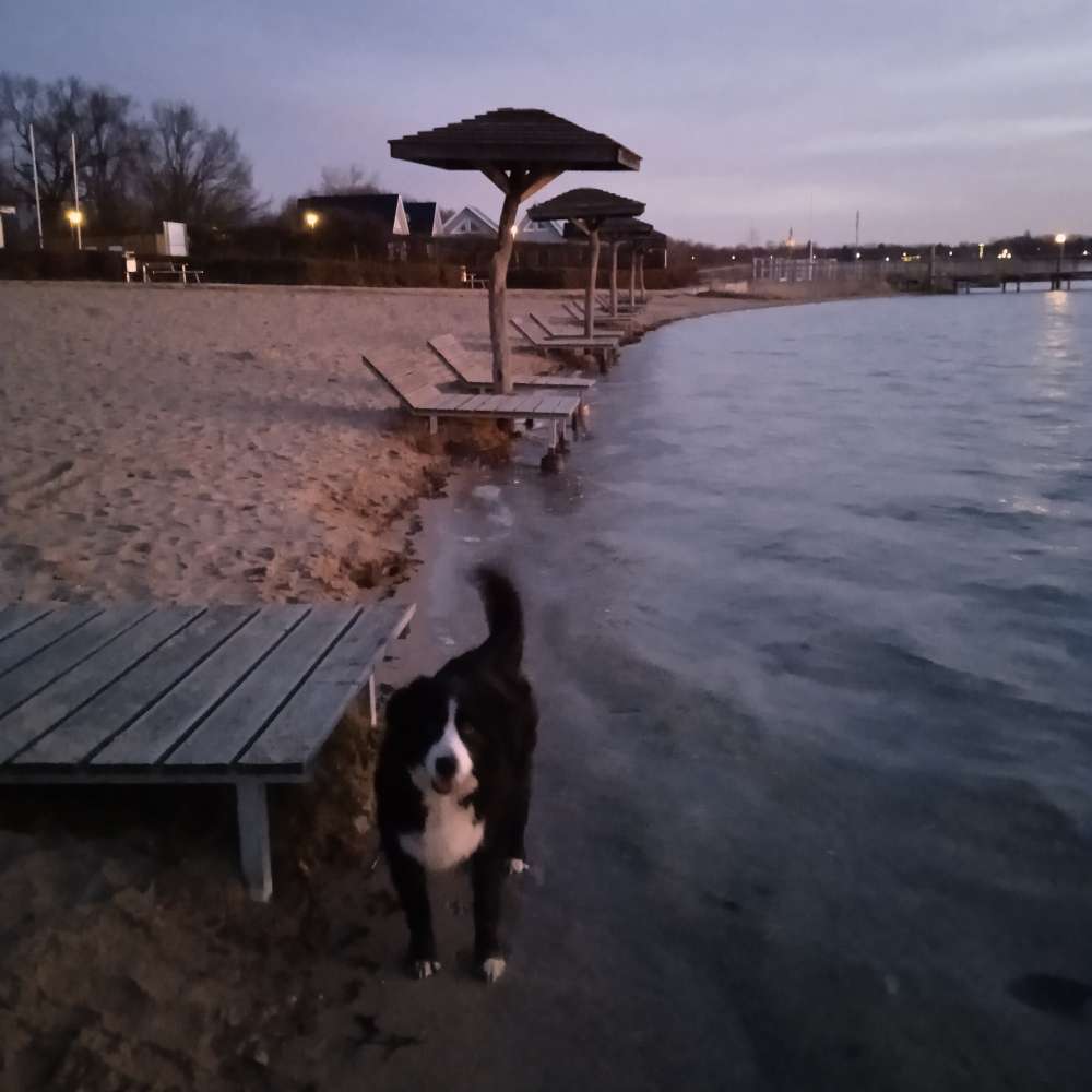 Hundetreffen-Ab an den See!-Profilbild