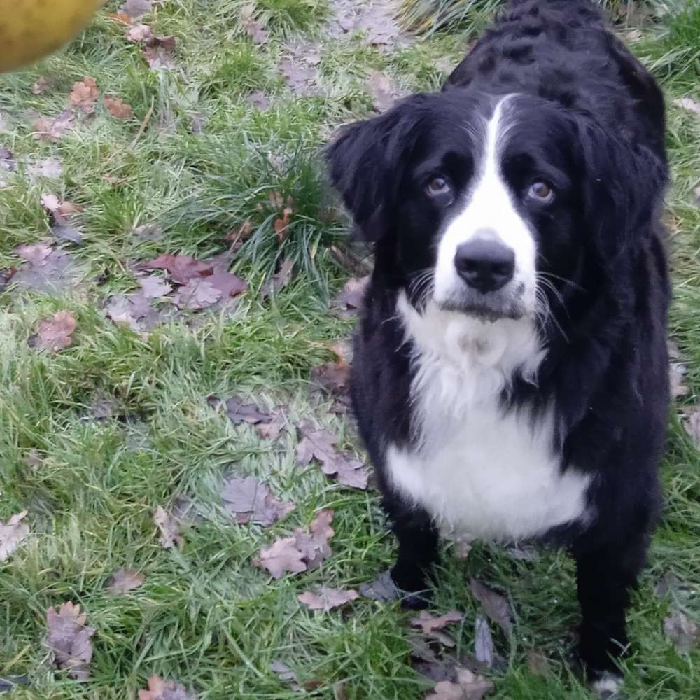 Hundetreffen-Leinawaldrunde-Profilbild