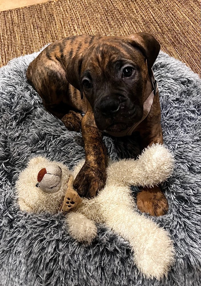 Hundetreffen-Welpentreffen-Profilbild