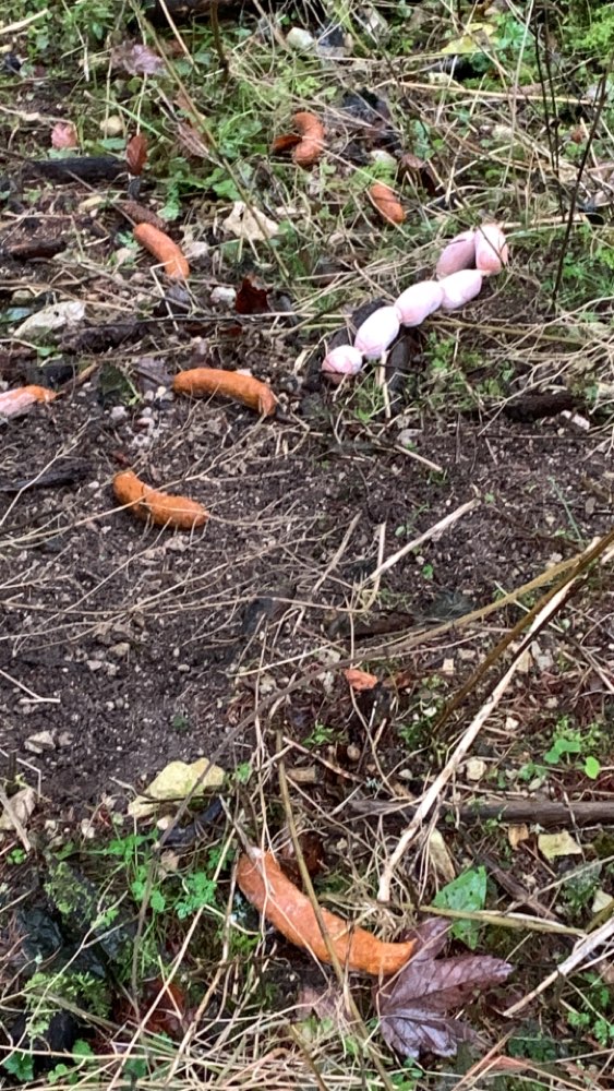 Giftköder-Giftköder in Wurst-Profilbild