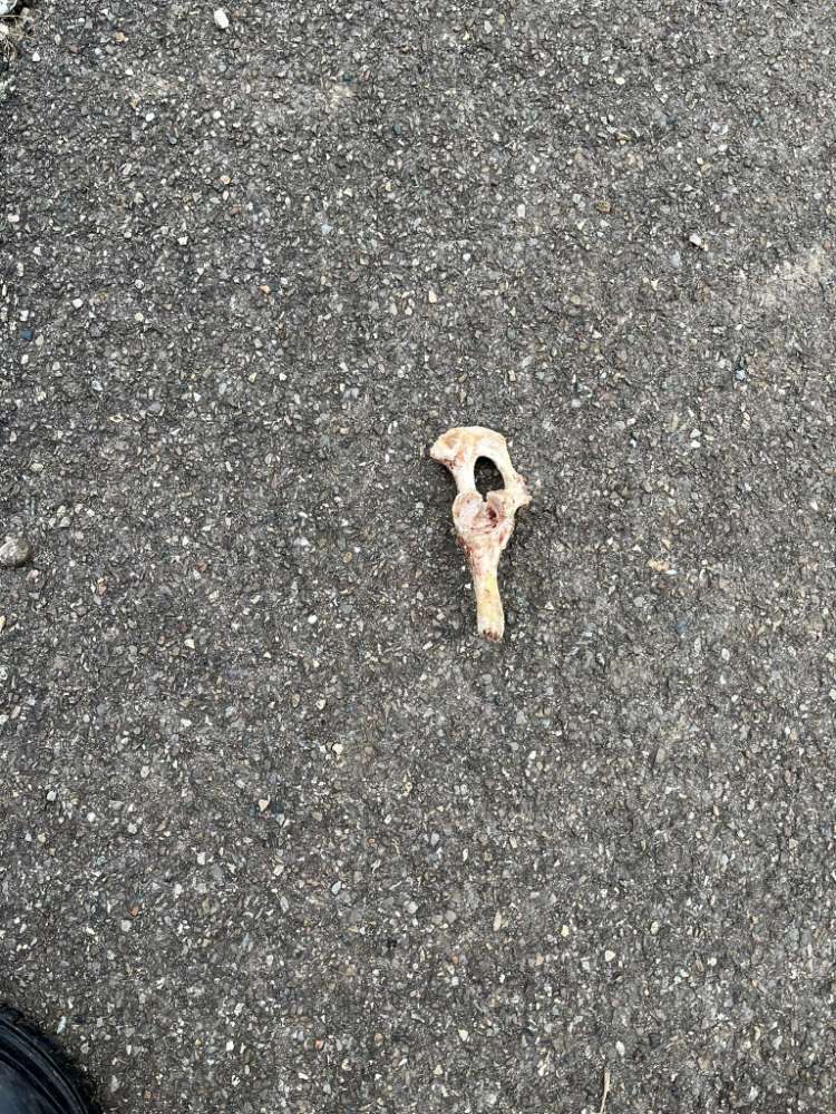 Giftköder-Giftköder-Profilbild