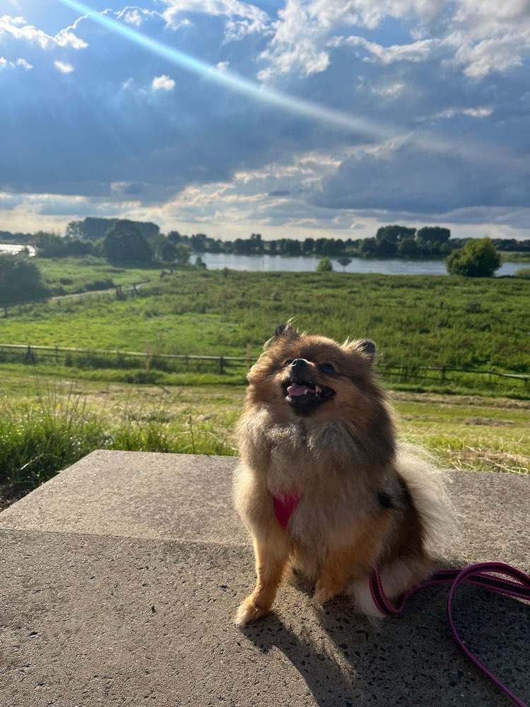 Hundetreffen-Spiel und Spazierkumpel-Profilbild