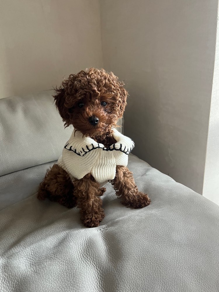 Hundetreffen-Spielrunde für Welpen und kleine Hunde-Profilbild