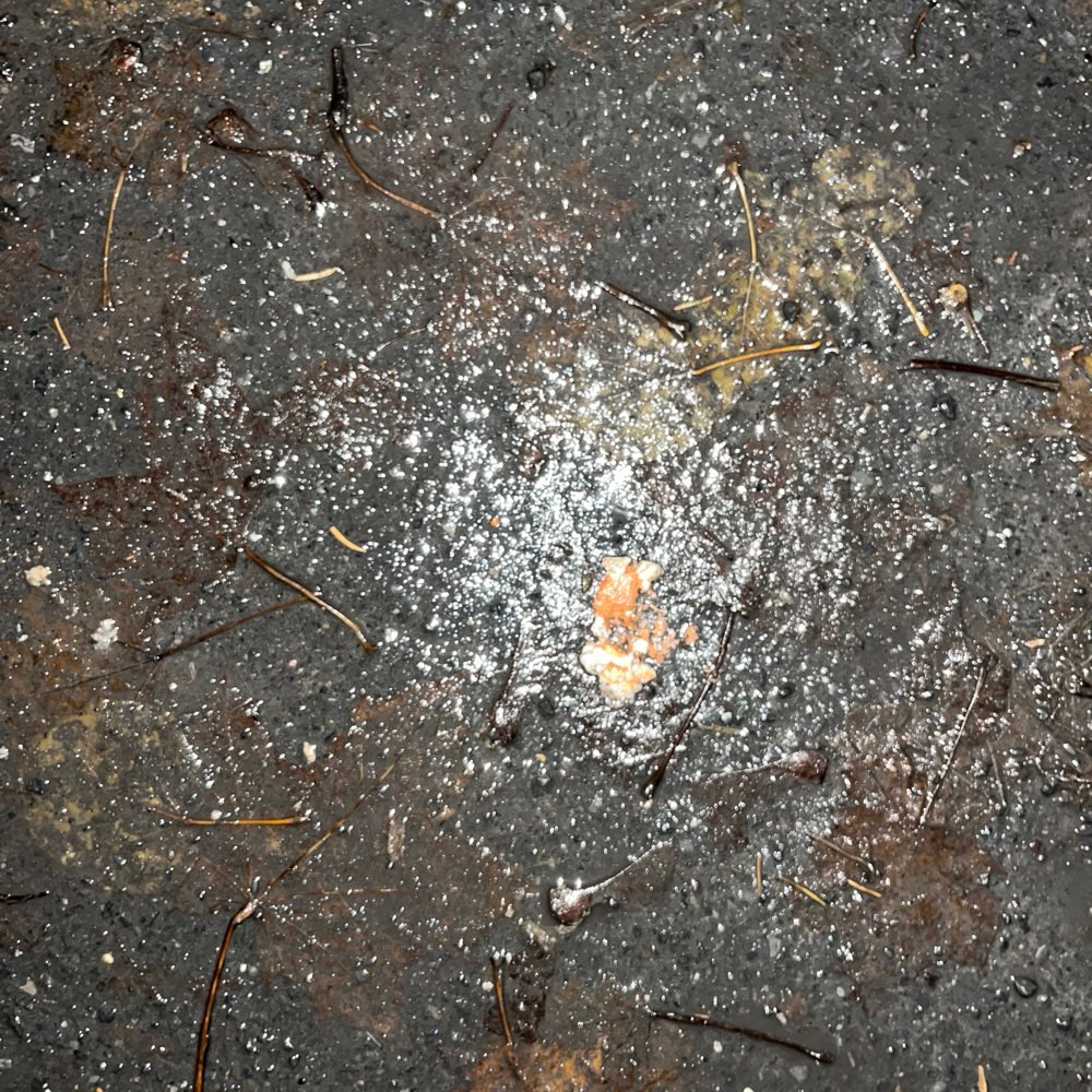 Giftköder-Eventuell Rattengift-Profilbild