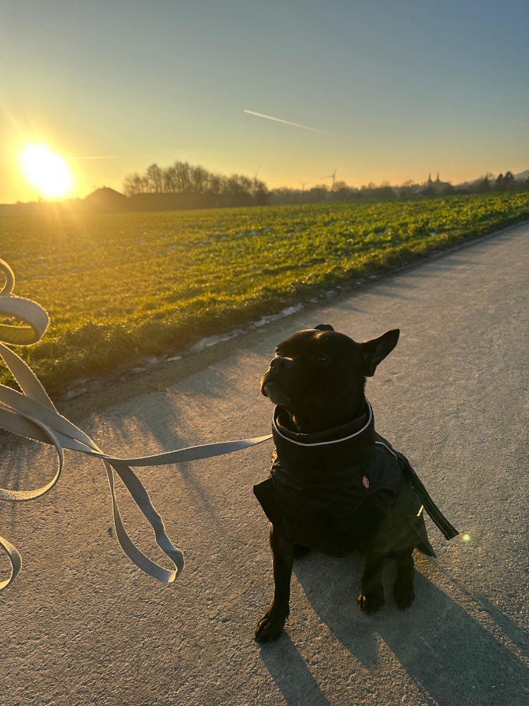 Hundetreffen-Social Treffen-Profilbild