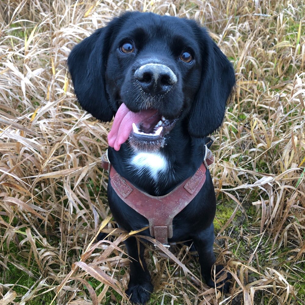 Hundetreffen-Kleine Flitzerunde🐕-Profilbild
