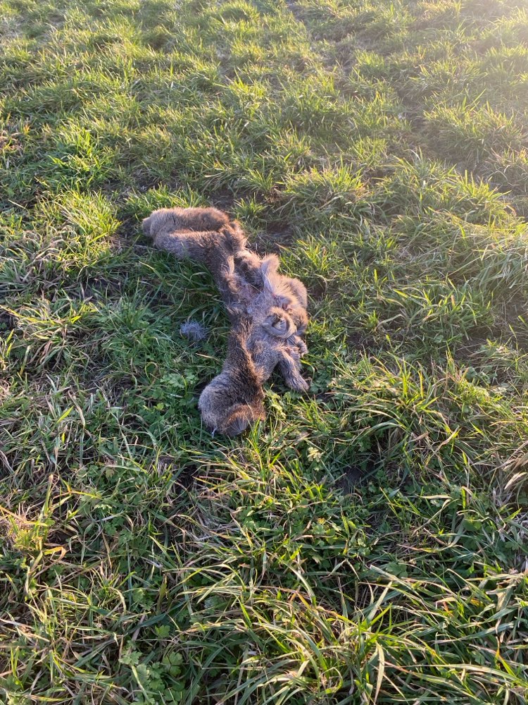 Giftköder-Toter Hase auf Feld-Profilbild