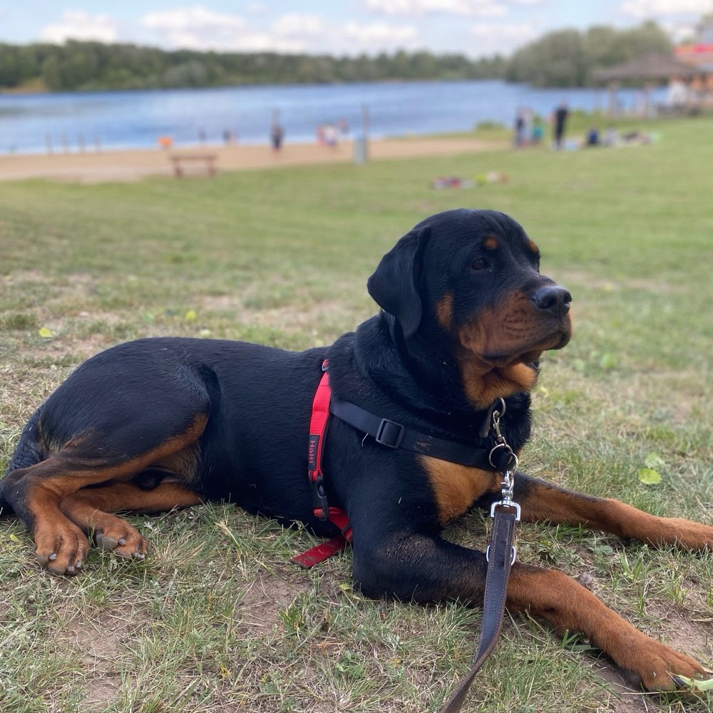 Hundetreffen-Rottweiler Rüde sucht Trainingspartner-Profilbild