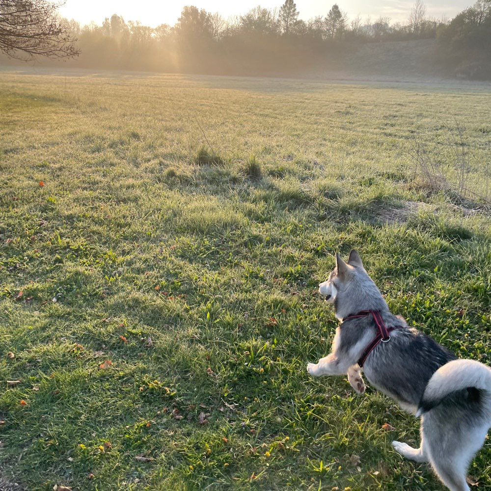 Hundetreffen-Welpen und Junghund treffen Markwasen-Profilbild