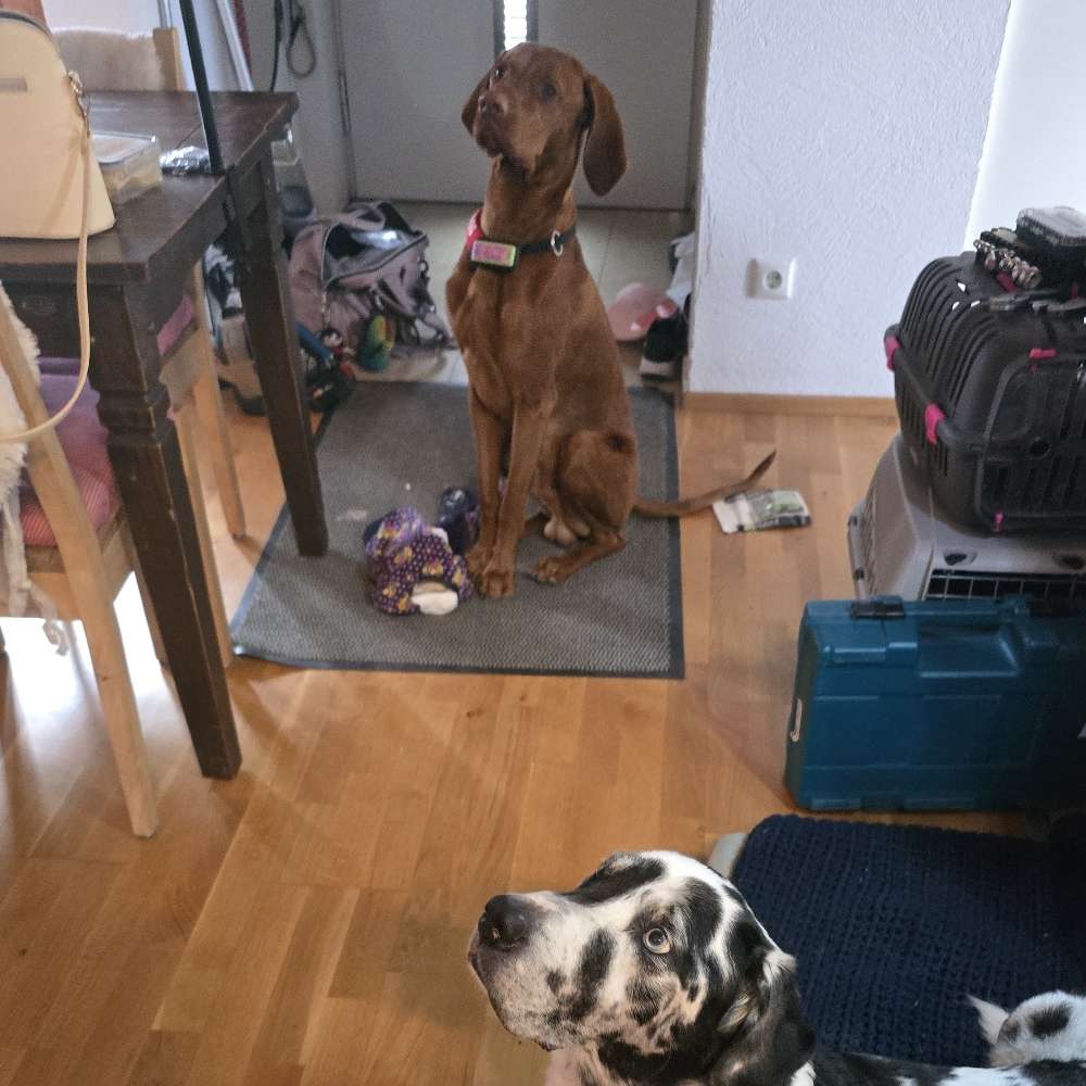 Hundetreffen-Gassi oder Spielrunde-Profilbild