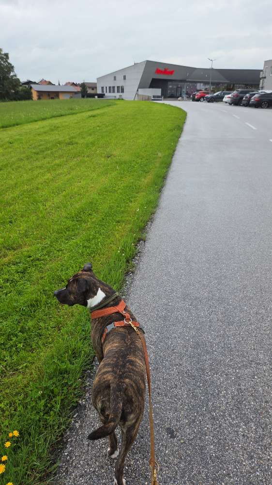 Hundetreffen-Positive Hundebegegnungen & gemeinsame Spaziergänge-Profilbild