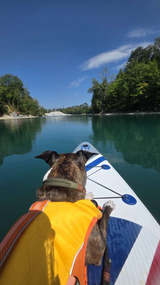 Hunde am SUP 🏄‍♂️ Banner