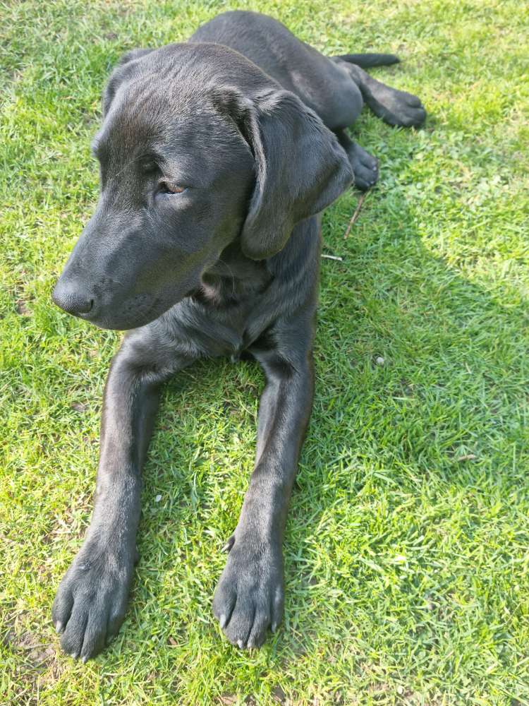 Hundetreffen-Welpentreffen-Profilbild