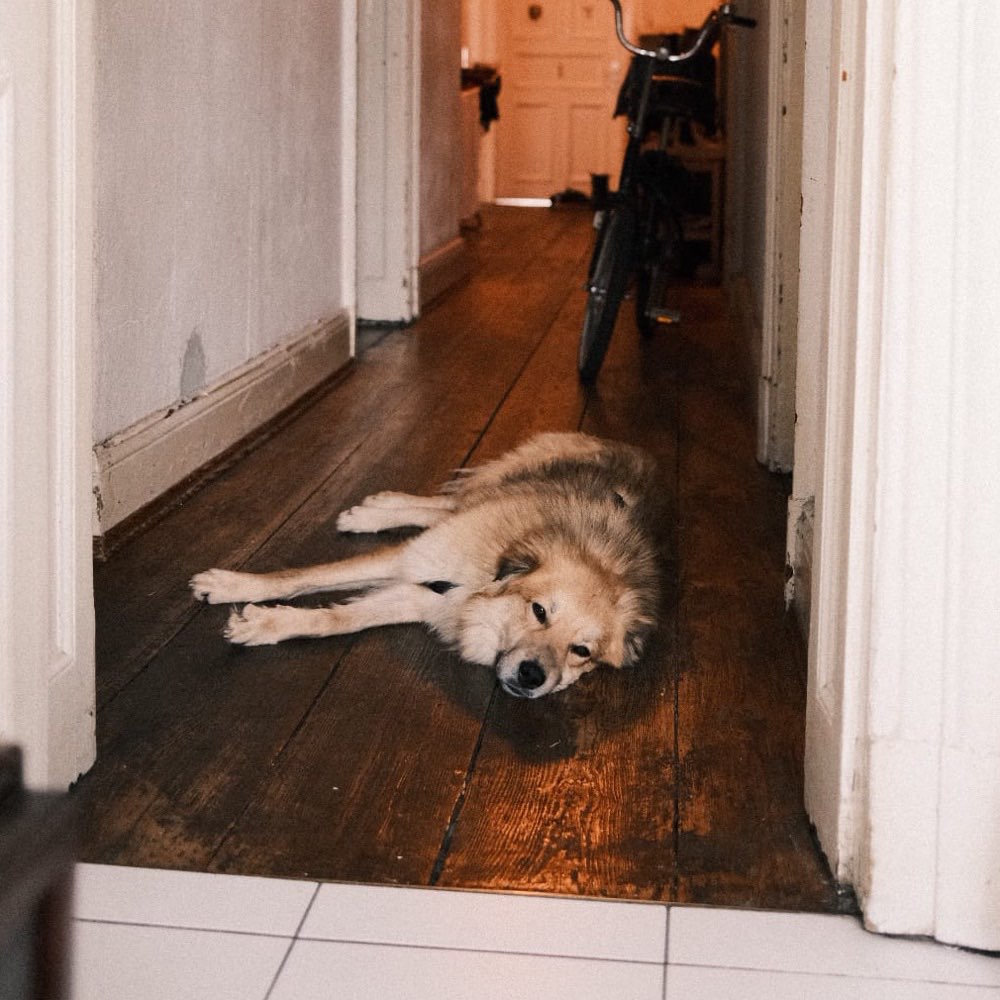 Hundetreffen-Social Walk-Profilbild