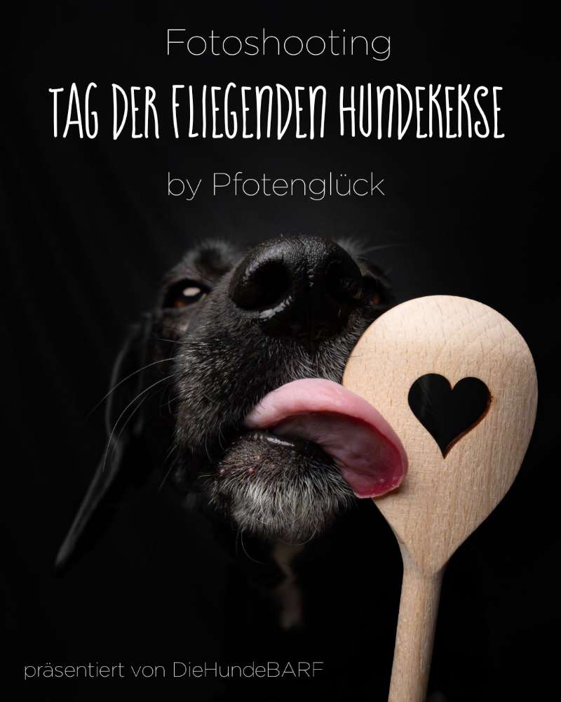 Hundetreffen-Fotoshooting-Profilbild