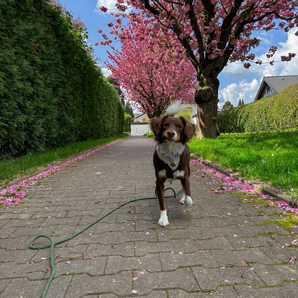 Hundetreffen-Social Walk & Hundebegegnungen-Profilbild