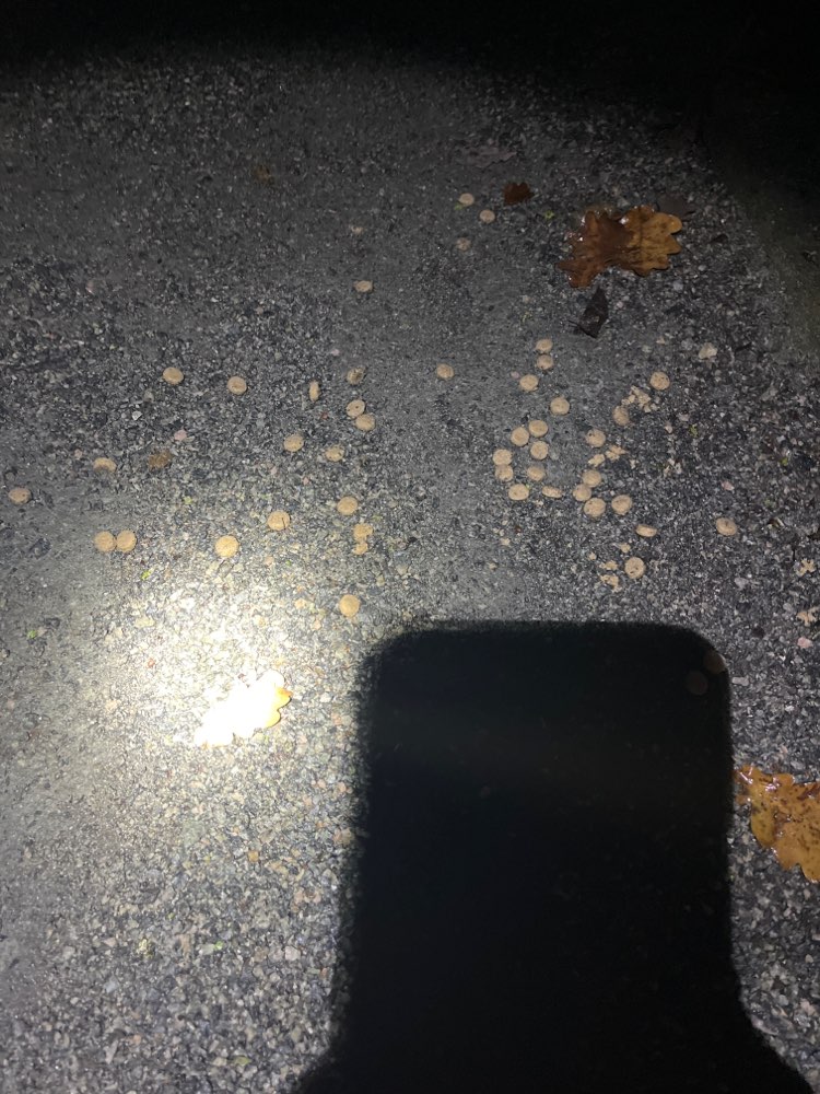 Giftköder-Merkwürdiges Futter-Profilbild