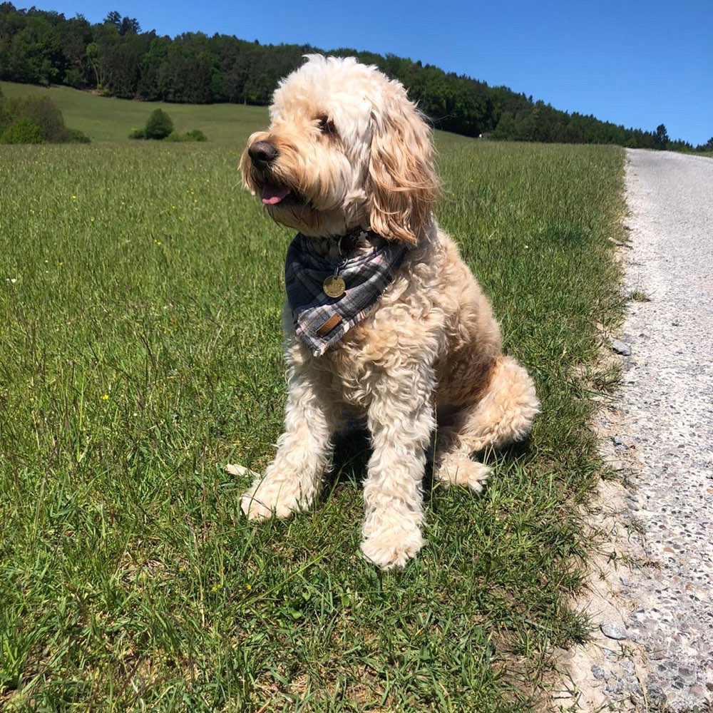 Hundetreffen-Einfach zum kennenlernen-Profilbild
